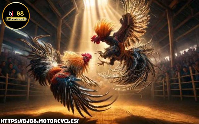 Khám phá sảnh đấu đá gà BJ88 – Đặt cược kịch tính, tỷ lệ hấp dẫn, chiến thắng đỉnh cao đang chờ đón bạn