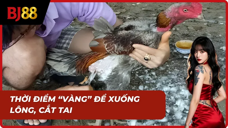 Thời điểm tốt để học cách cắt tai, tỉa lông gà chọi chuẩn Sư Kê