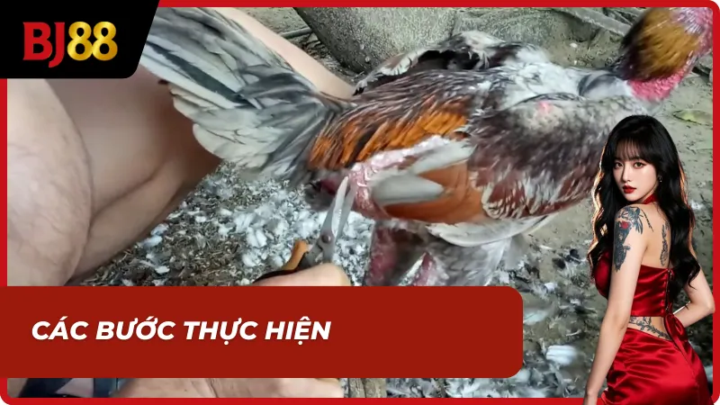 Thao tác cách cắt tai, tỉa lông gà chọi chuẩn Sư Kê