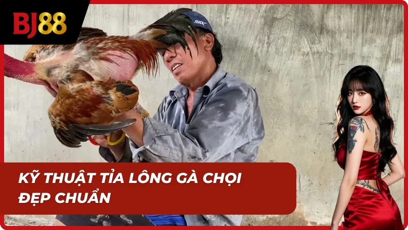 Kỹ thuật cách cắt tai, tỉa lông gà chọi chuẩn Sư Kê