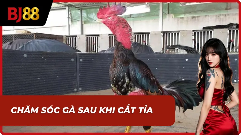 Gà sau khi biết cách cắt tai, tỉa lông gà chọi chuẩn Sư Kê