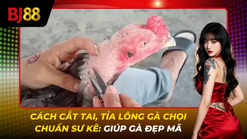 Cách cắt tai, tỉa lông gà chọi chuẩn Sư Kê