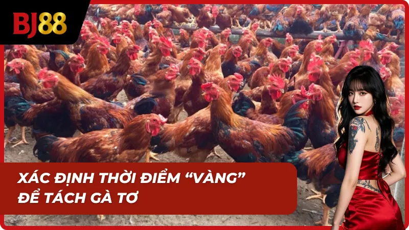 Xác định được thời điểm theo cách nuôi gà tơ mau cự