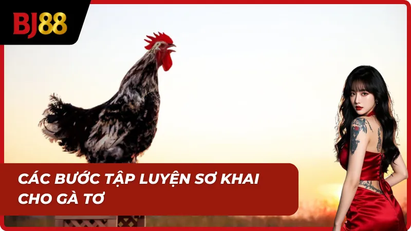 Cách nuôi gà tơ mau cự từ bước tập luyện sơ khai