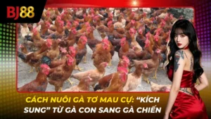 Cách Nuôi Gà Tơ Mau Cự