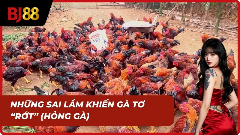 Cách nuôi gà tơ mau cự tránh mắc phải sai lầm