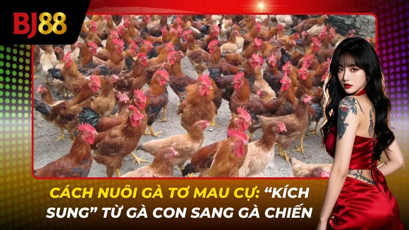 Cách Nuôi Gà Tơ Mau Cự