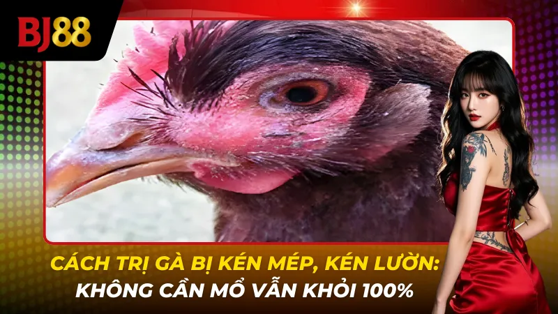 Cách trị gà bị kén mép