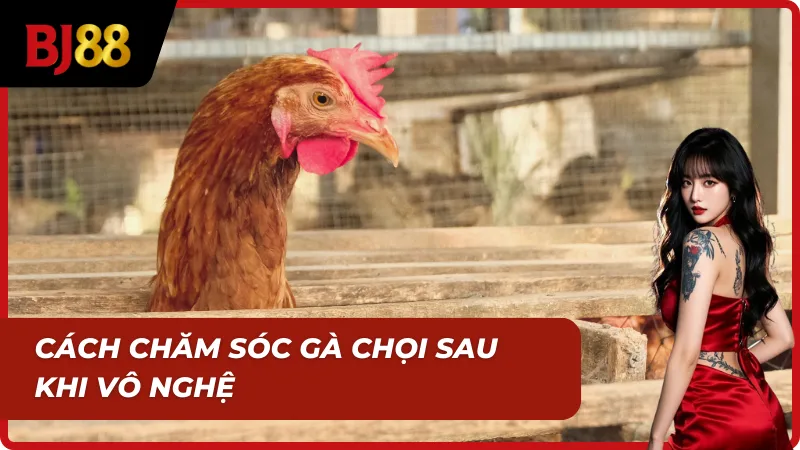 Cách vô nghệ gà đá kết hợp chăm sóc sau om nghệ