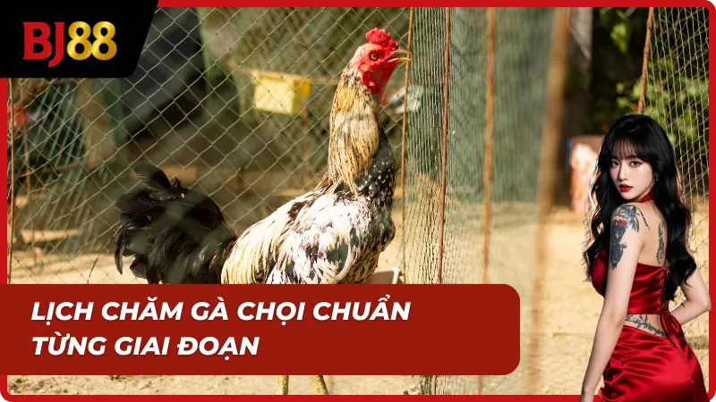 Cách vô nghệ gà đá và chăm chiến kê đúng lộ trình