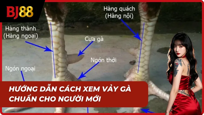 Cách xem vảy gà cơ bản, dễ hiểu cho người mới chơi