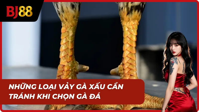 Cách xem vảy gà để né vảy xấu khi chọn gà đá