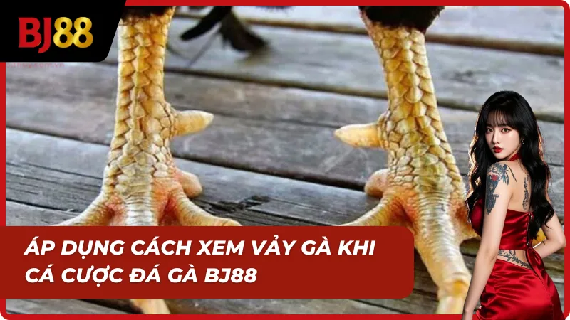 Cách xem vảy gà áp dụng hiệu quả khi cược đá gà BJ88