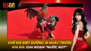 chế độ biệt dưỡng 10 ngày trước khi đá