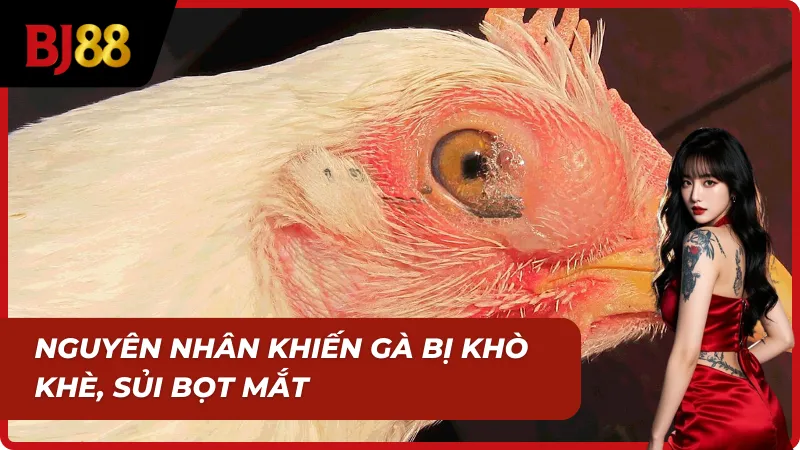 Biểu hiện khi gà bị khò khè và nhiễm khuẩn hô hấp