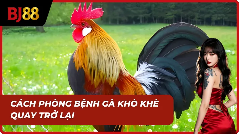 Hình ảnh chiến kê phục hồi hoàn toàn, khỏe mạnh trở lại