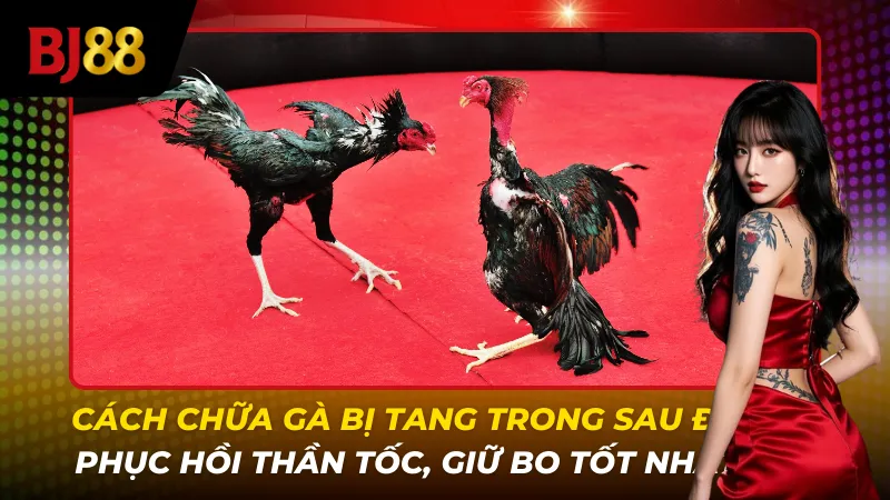 Cách chữa gà bị tang