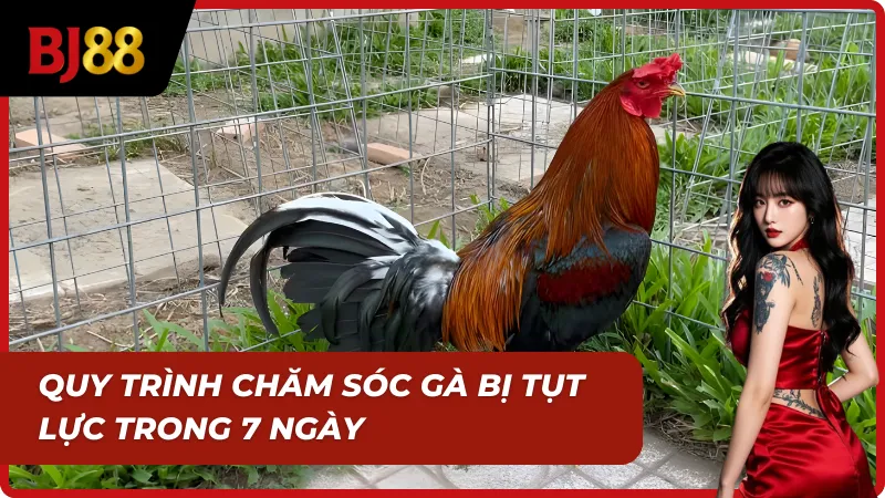 Gà được chăm sóc tăng sức tự nhiên mỗi ngày