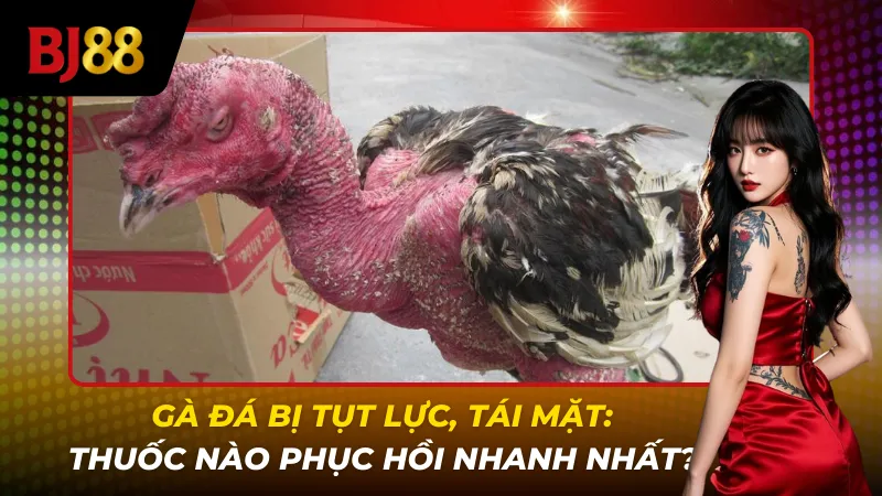Gà đá bị tụt lực