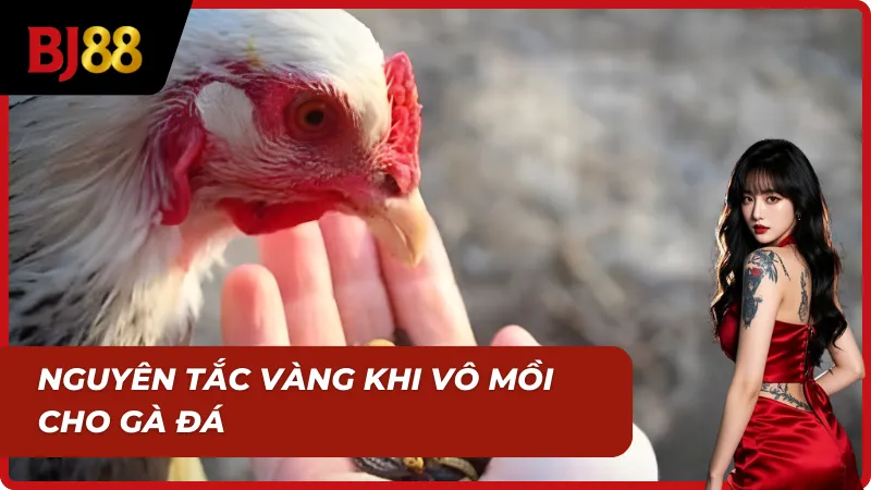 Nguyên tắc vàng khi kê thủ vô mồi tươi cho gà đá