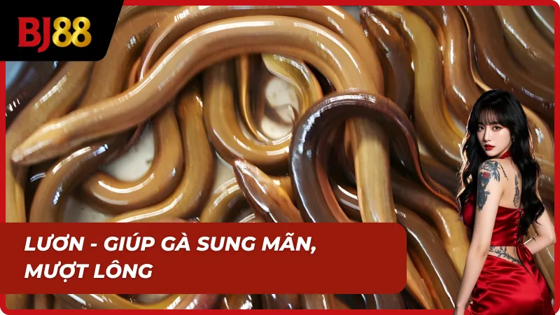 Lươn giúp gà sung mãn trong mồi tươi cho gà đá