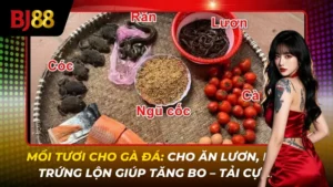 mồi tươi cho gà đá