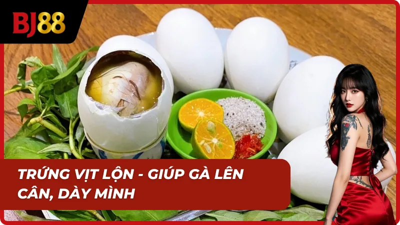 Trứng vịt lộn là món ngon trong mồi tươi cho gà đá