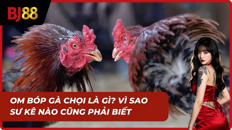 Om bóp gà chọi – kỹ thuật nền tảng sư kê cần nắm
