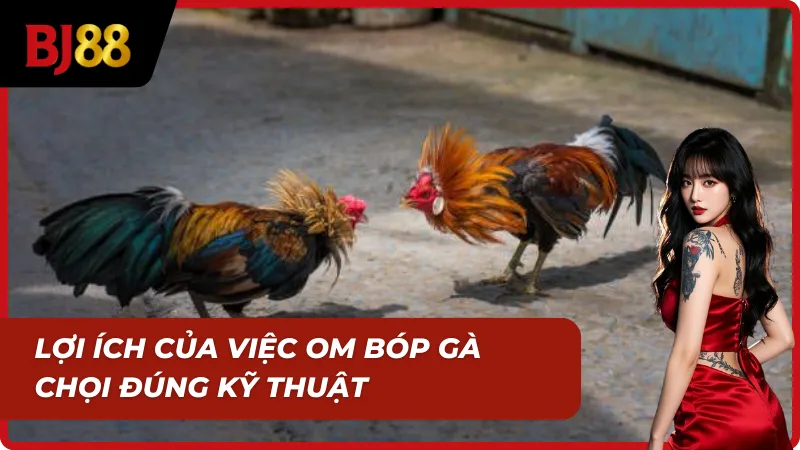 Om bóp gà chọi giúp da dày, lực bền, pin sâu