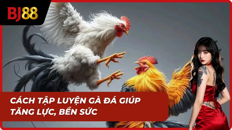 Om bóp gà chọi kết hợp tập luyện tăng sức bền