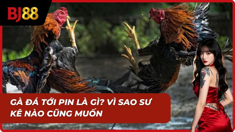 Thuốc nuôi đá gà và bí quyết giúp chiến kê tới pin