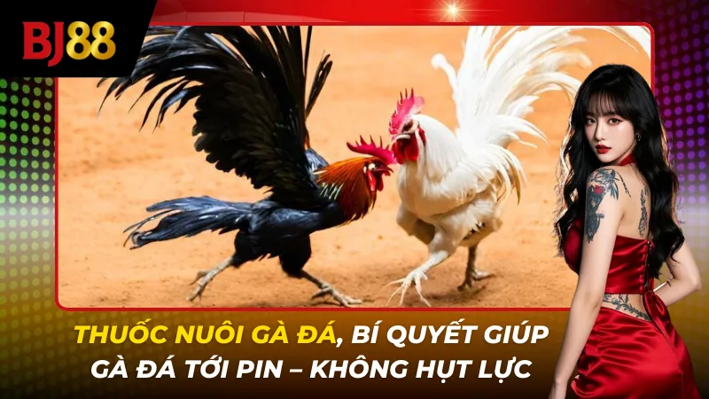 Thuốc nuôi gà đá